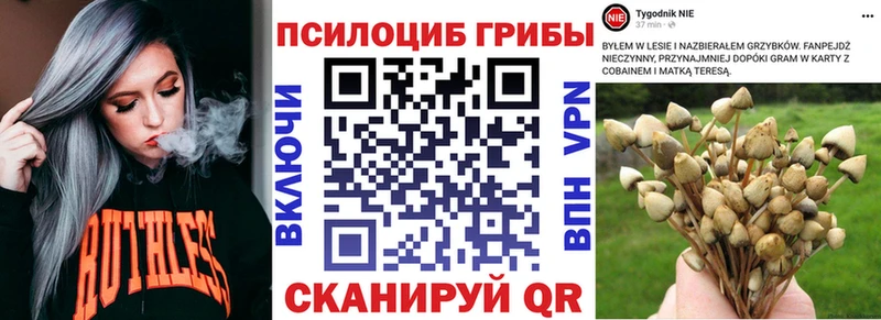 Псилоцибиновые грибы Psilocybine cubensis  Тимашёвск 